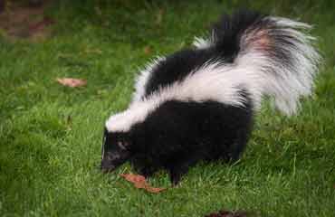 skunk-removal