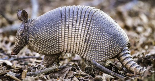 armadillo-control-colorado-texas-utah