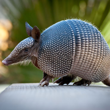 armadillo-control