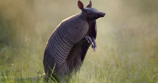 armadillo-removal-colorado-texas-utah