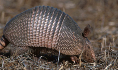 armadillo-texas-utah-colorado