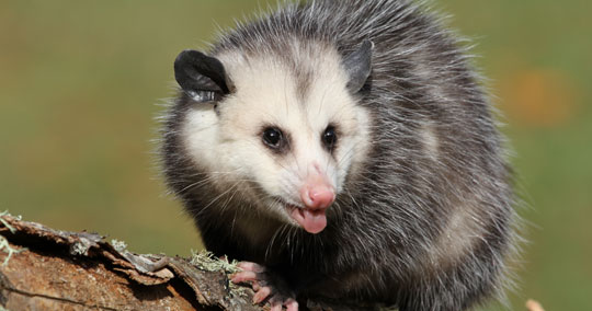 opossum-control-colorado-texas-utah
