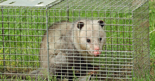 opossum-exclusion-colorado-texas-utah