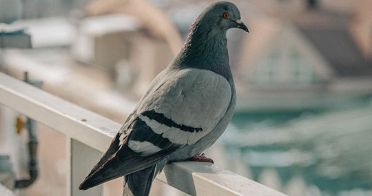 pigeon-control-colorado-texas-utah