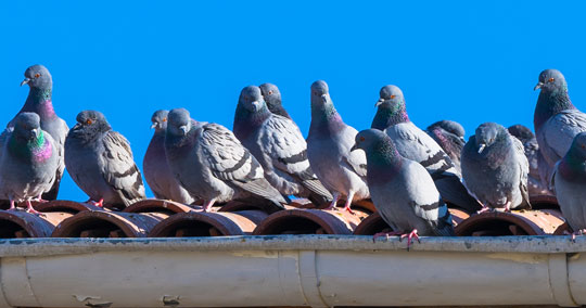 pigeon-removal-colorado-texas-utah