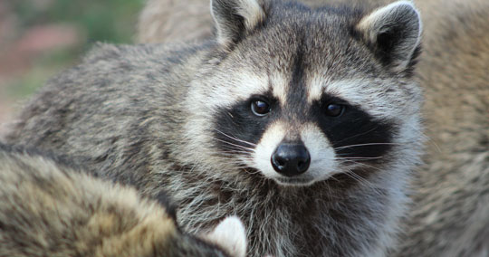 raccoon-control-colorado-texas-utah