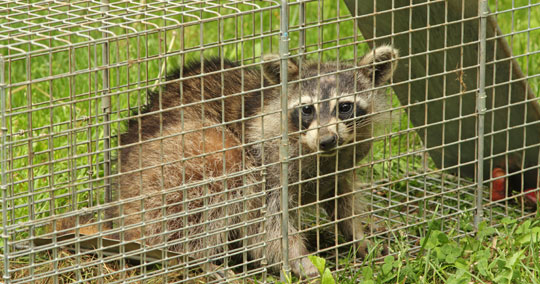 https://wildlifeandpest.com/wp-content/uploads/2018/06/raccoon-exclusion-colorado-texas-utah.jpg