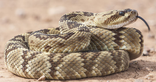 snake-control-colorado-texas-utah