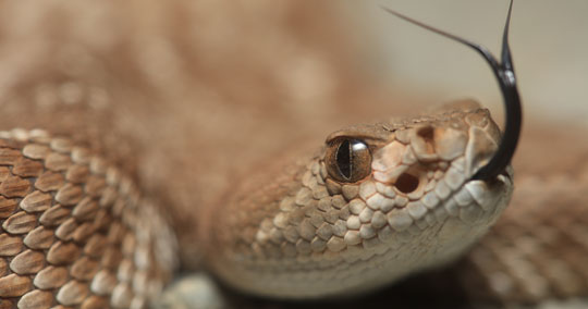 snake-removal-colorado-texas-utah