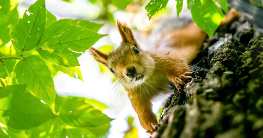 A Fox Squirrel that was trapped from a home. Our wildlife tech relocated the squirrel to a forest environment.