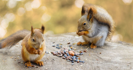 Squirrel Removal Services - Get Rid of Squirrels in Milwaukee