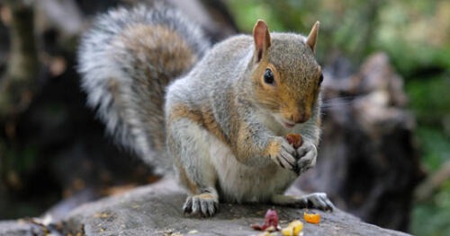 Grey Squirrel Chewing Acorns After Being Trapped and Released.