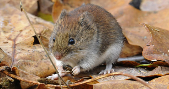 How to Get Rid of Voles in Colorado — Whitmore Pest & Wildlife