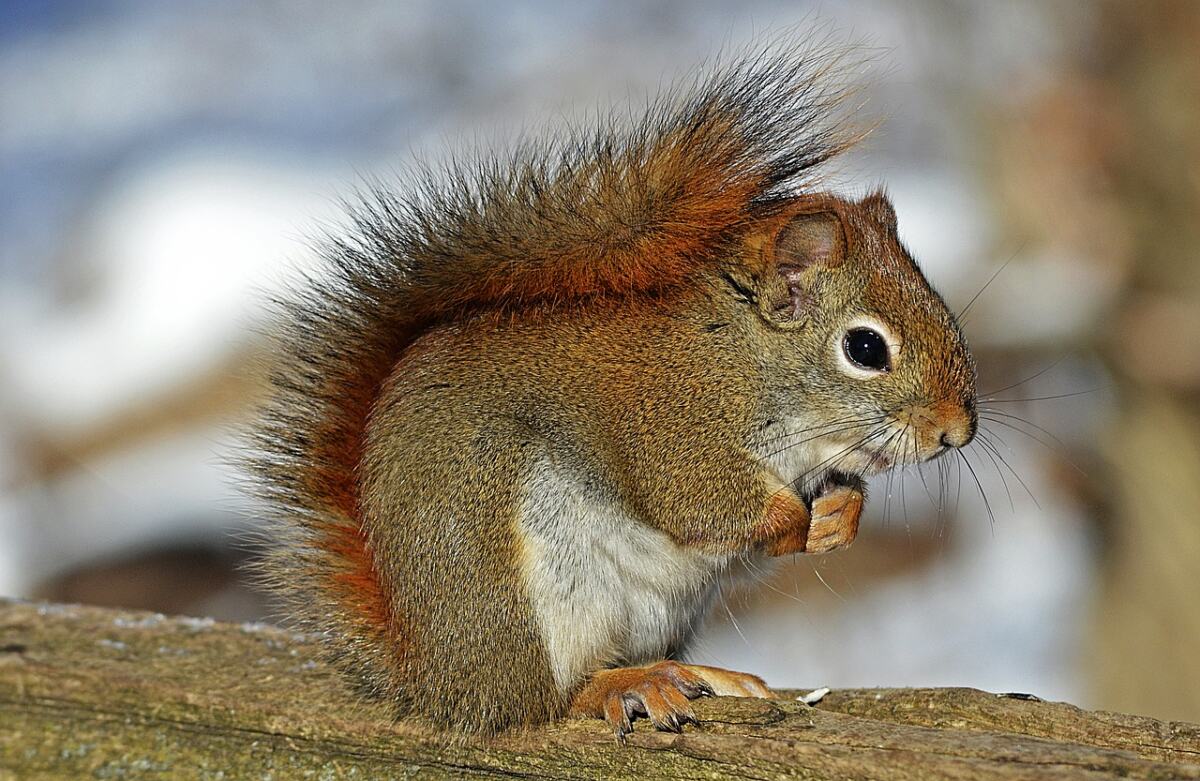 Can Squirrels Climb Through a Brick Wall? Wildlife