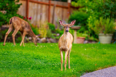 deer-removal