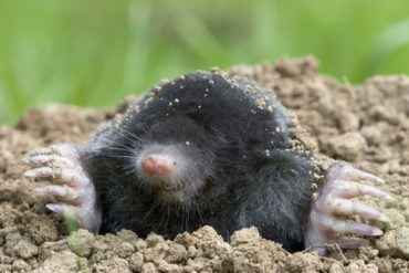 mole-removal