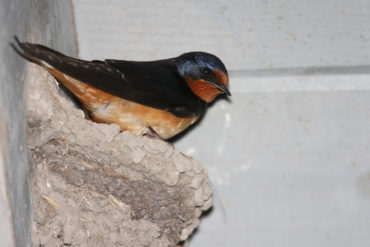 mud-swallow