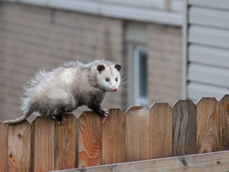 possum-removal