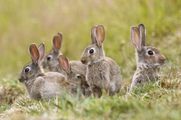 rabbit-removal