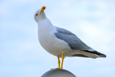 seagull-control