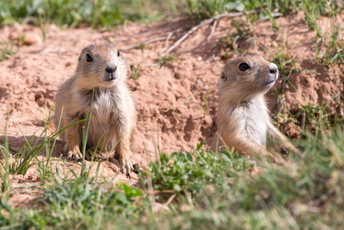 Prairie Dog Removal & Control | Wildlife, Inc.