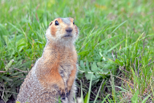 Gopher-Removal