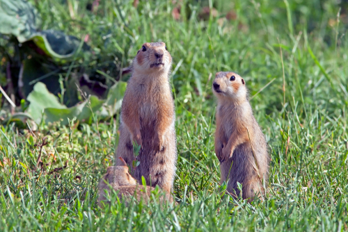 Gopher-Control