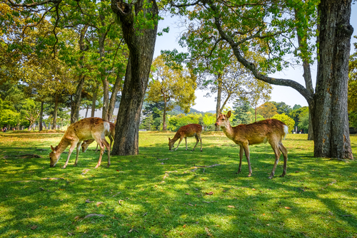 shutterstock_733465774 shutterstock_733465774