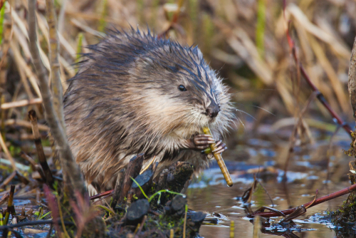 Muskrat Removal Control Wildlife Inc