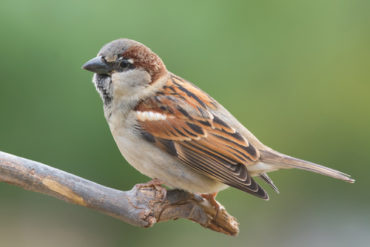 sparrow-removal