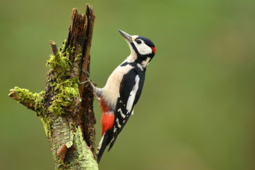 woodpecker-removal