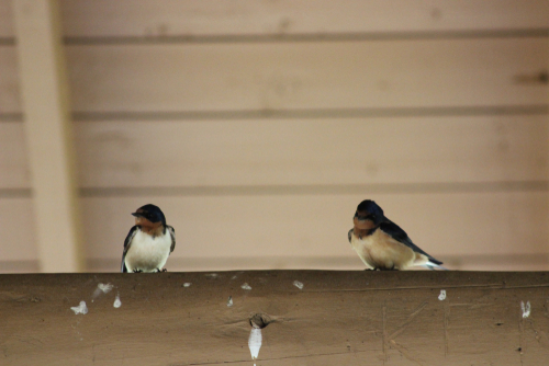 Mud Swallow Control Removal Wildlife Control And Animal Removal