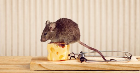 Colorado mouse removal and control