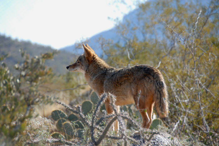 Chandler Wildlife Control | Wildlife, Inc.