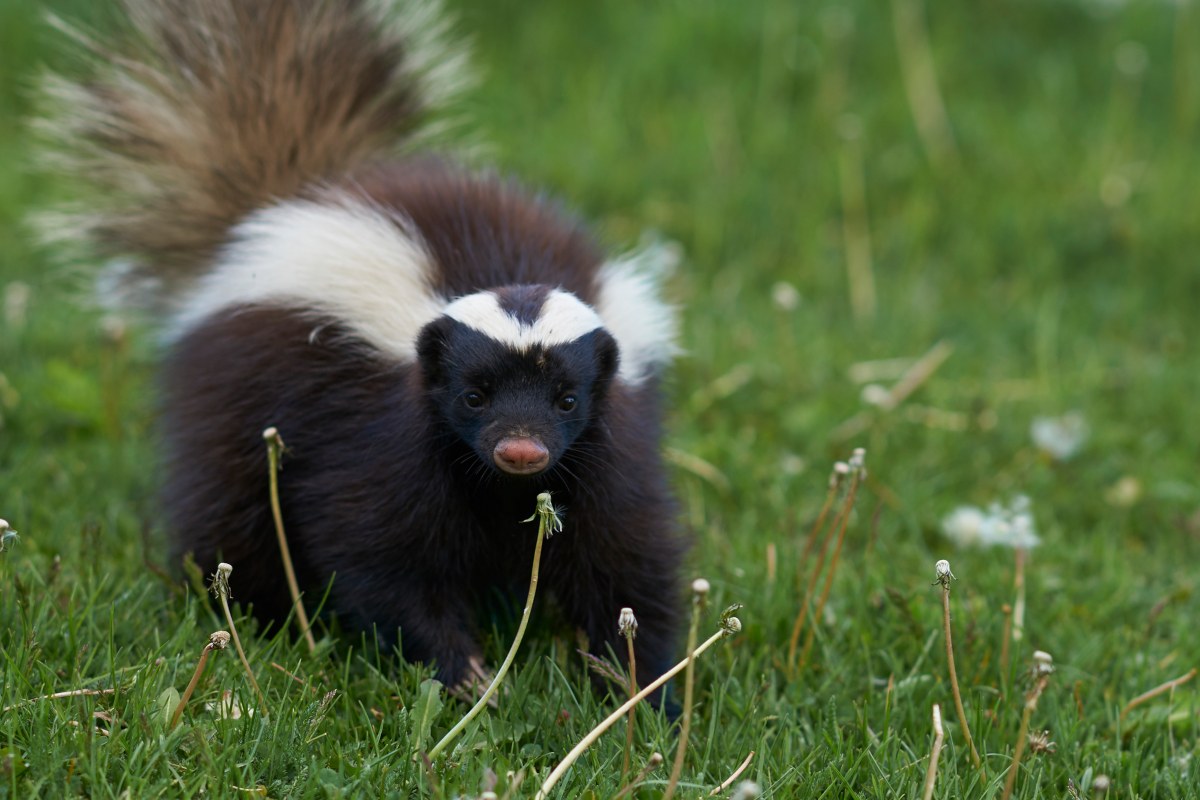 skunks colorado denver wildlife skunk inc remove removal