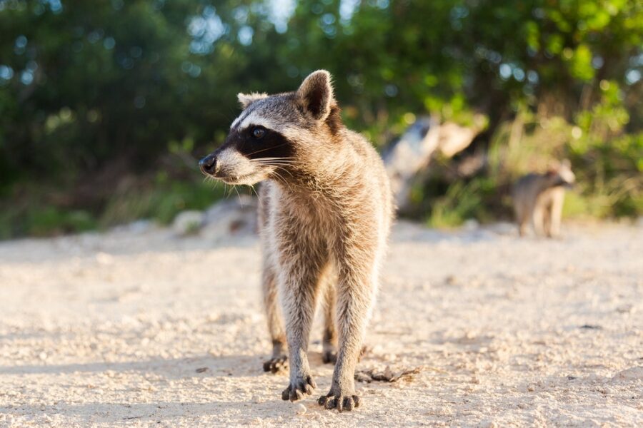 How to trap and remove a raccoon in West Virginia, Raccoon