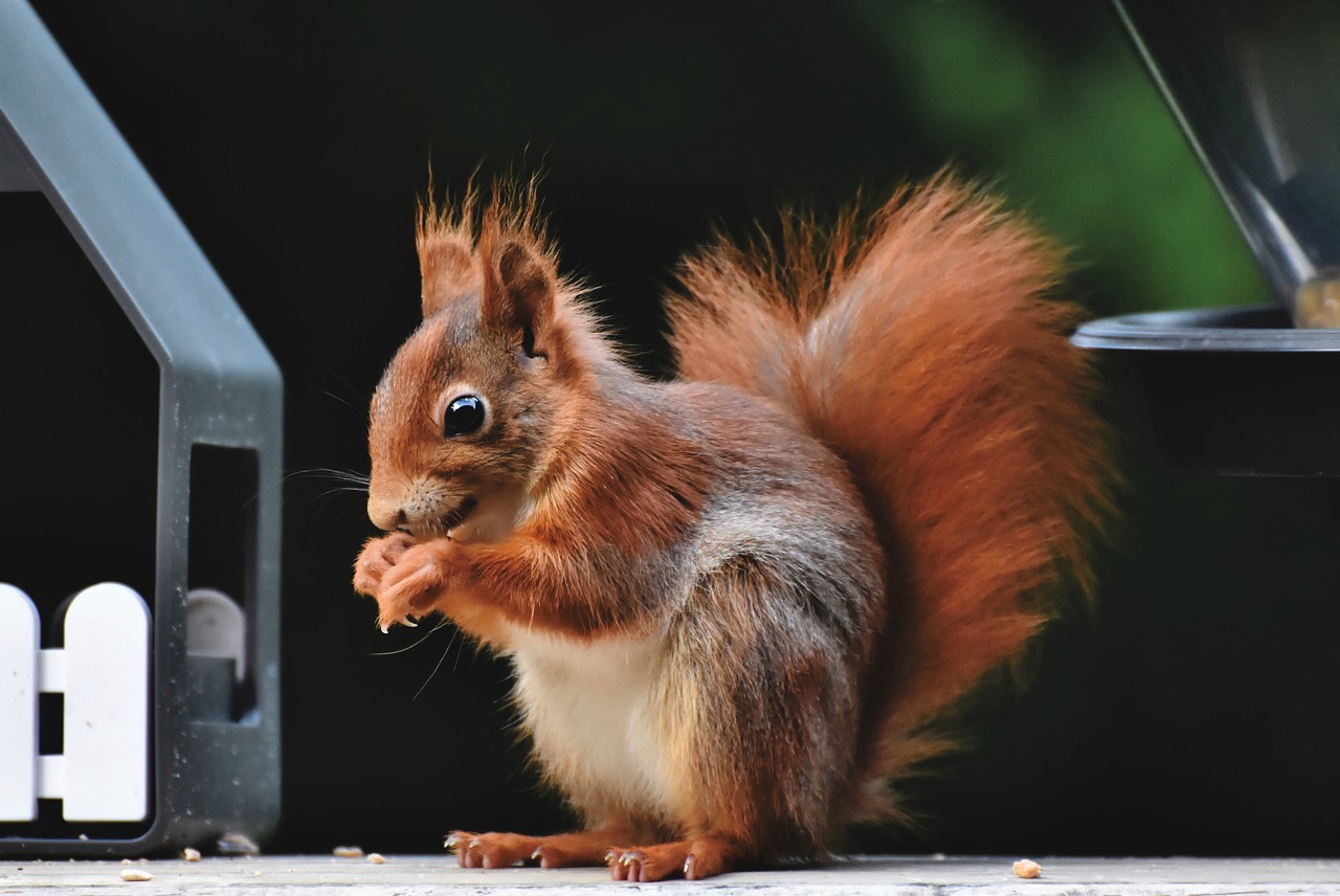 Squirrel Removal in Charleston, SC- Alpha WIldlife