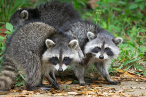 Do You Need Animal Removal in Fort Worth? | Wildlife, Inc.