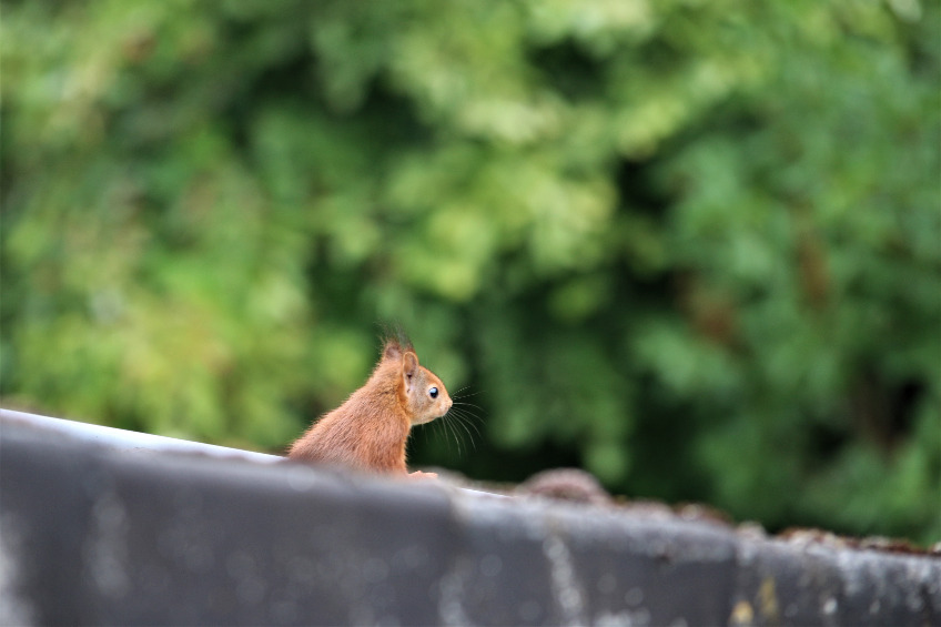 Get Rid of Squirrels in the Attic, Wall & Garden: 17 Useful Tips and Tricks  Here - Reolink Blog