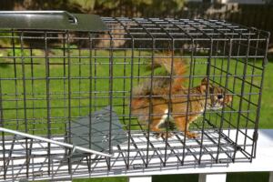 A Squirrel in a trap.