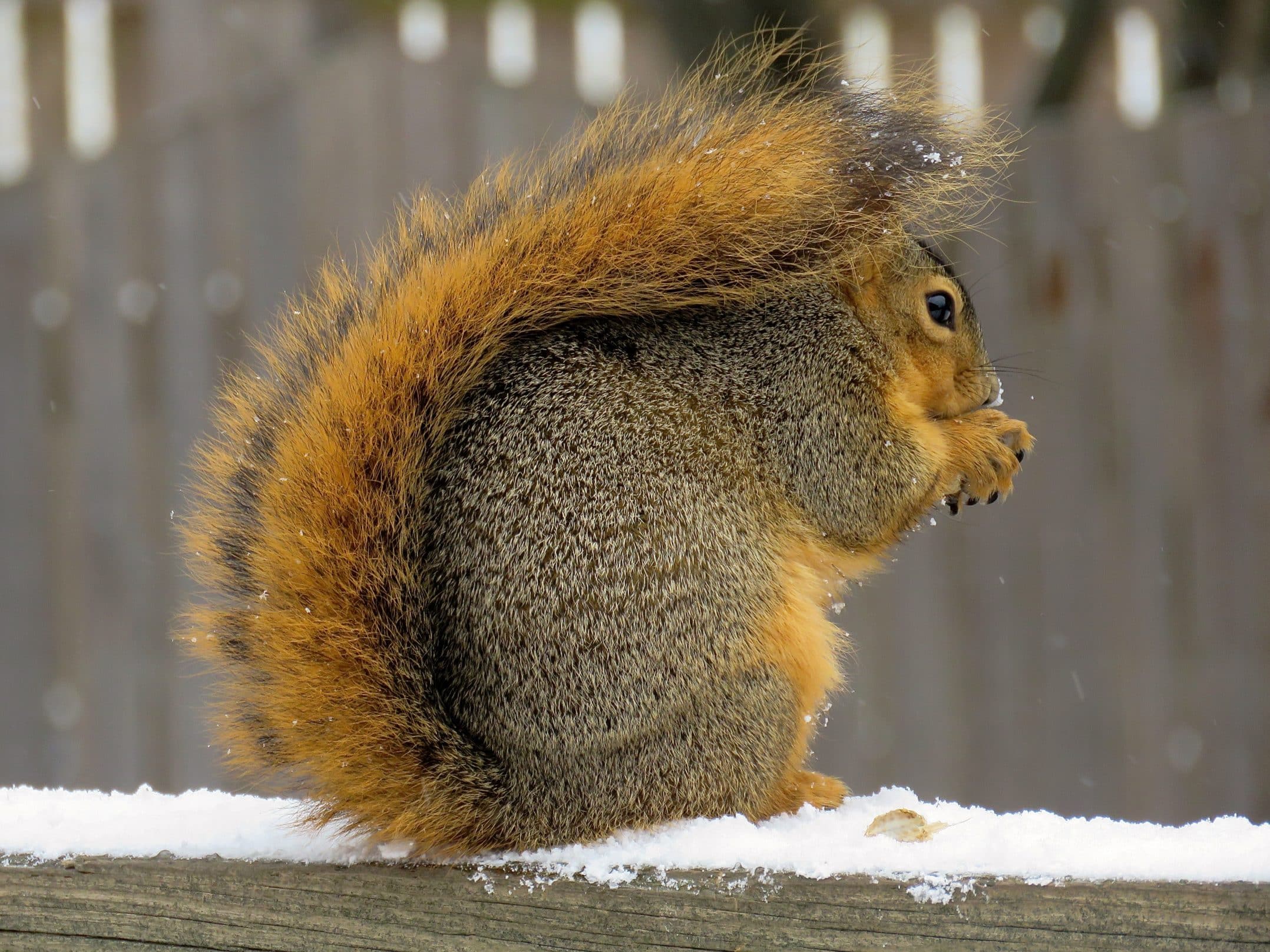 A Fox Squirrel is eating on a fence post.