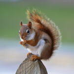 A Red Squirrel perched upon a wood post. 