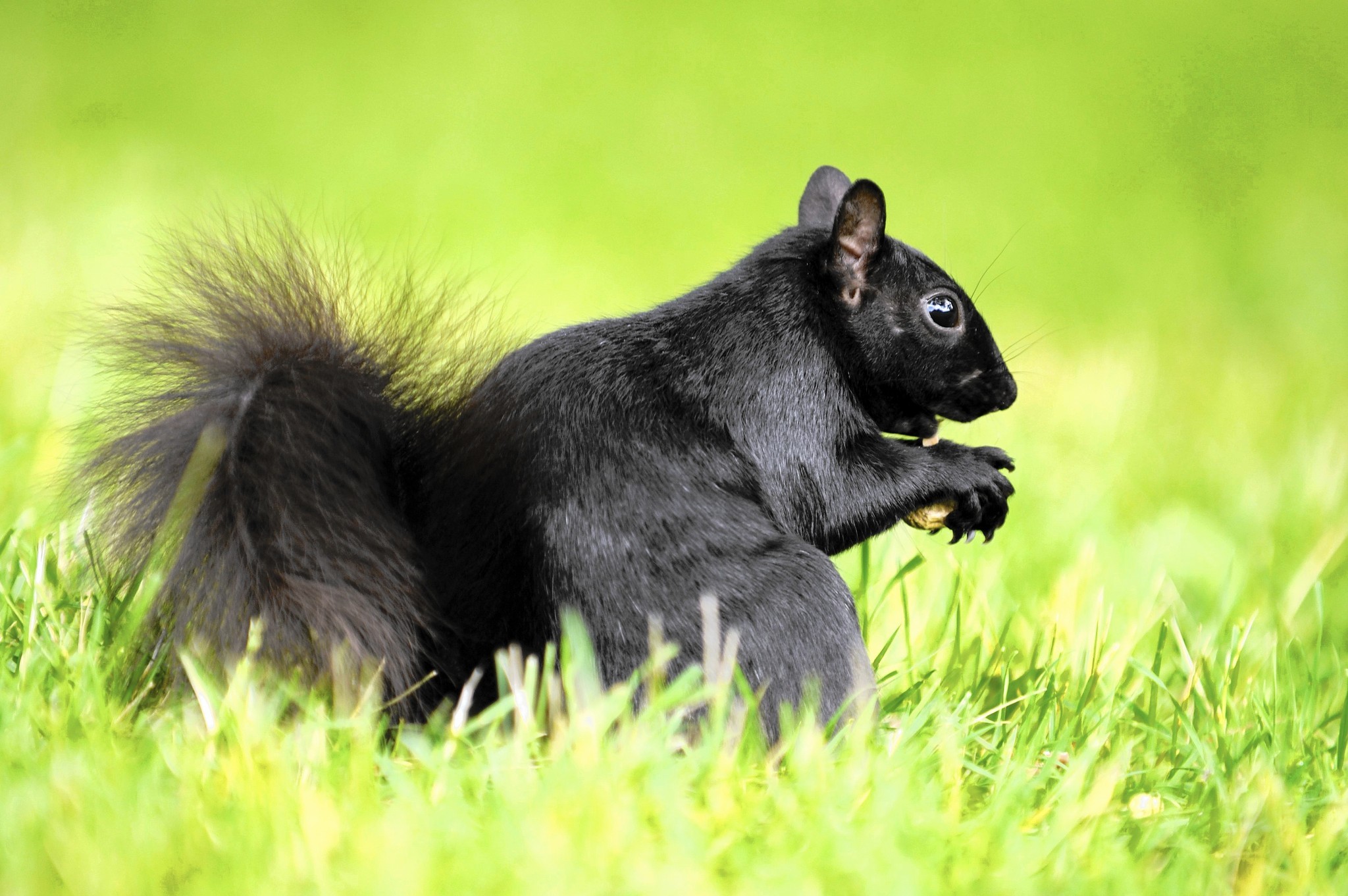 A Black Squirrel in the grass.