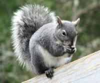 A Western Grey Squirrel feeding.