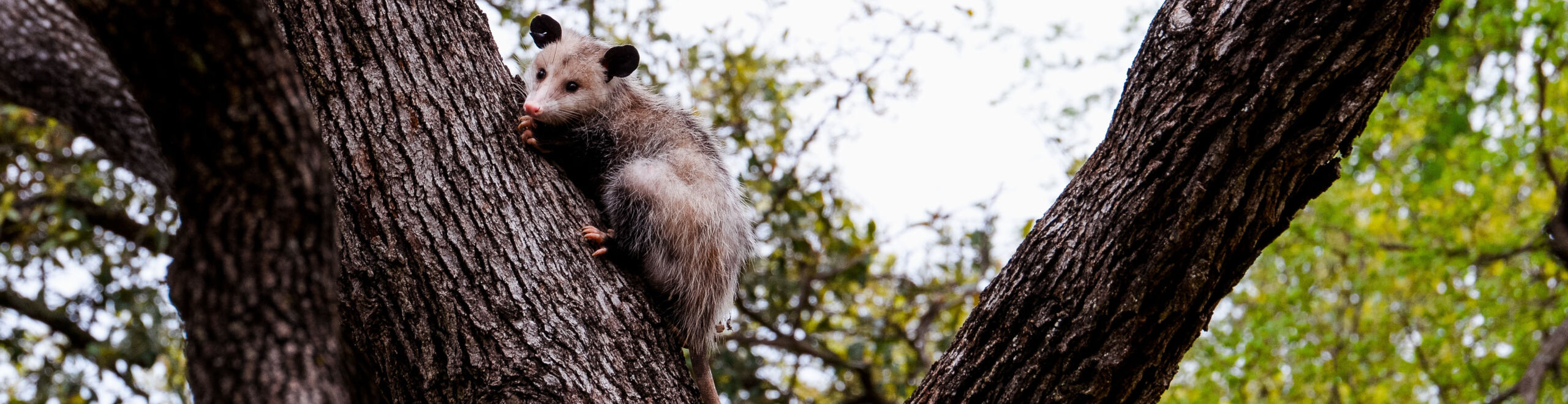 female Opossum sitting scared in a tree during the day in Austin, TX.