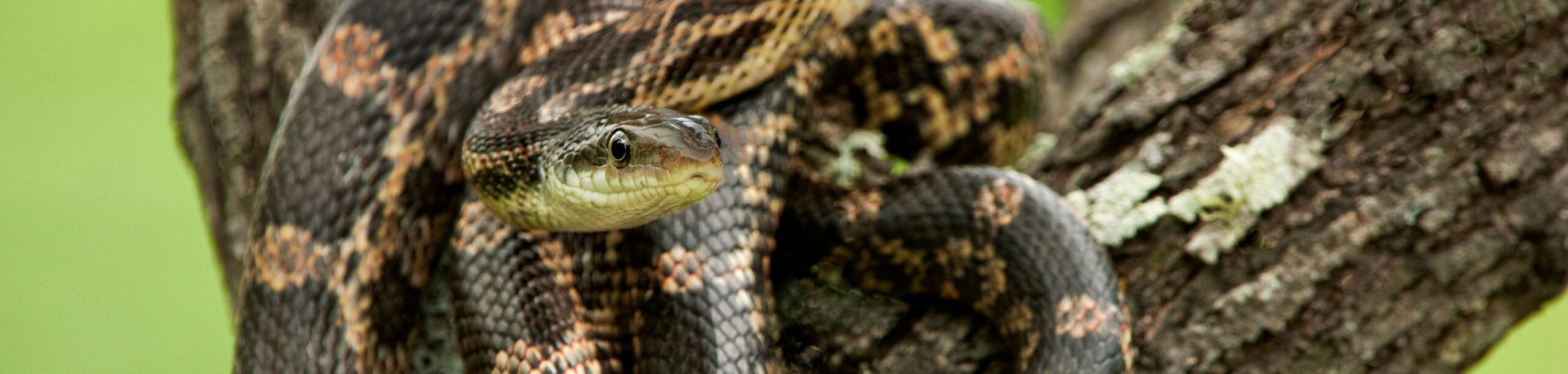 Adult Rat Snake coiled in notch of tree above her snake den in Austin, TX