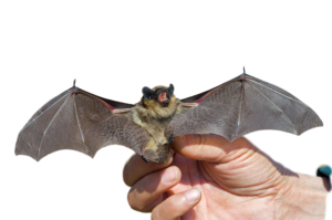Wisconsin Wildlife Control Tech Removing Bat