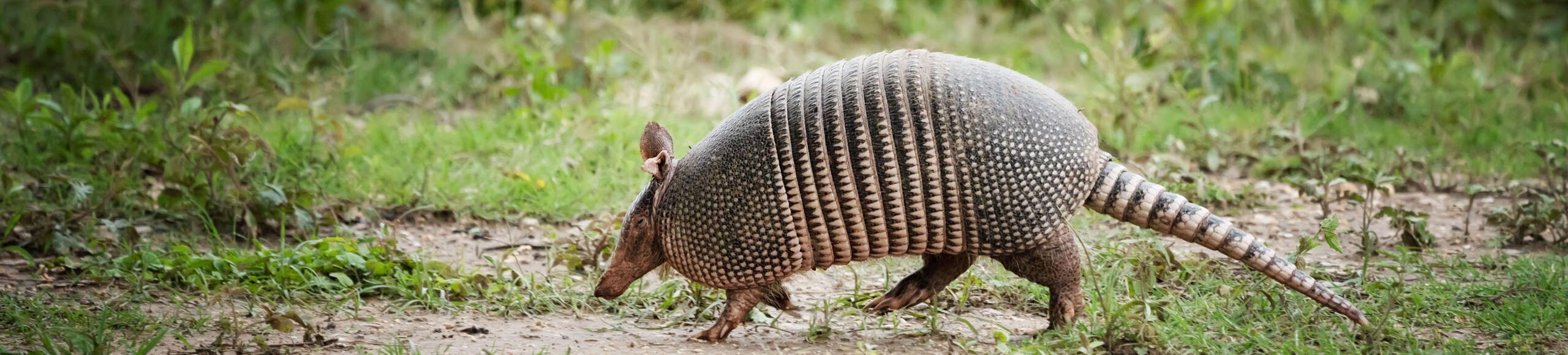 A nine-banded armadillo walking in the grass on a property that Wildlife, inc is armadillo trapping.