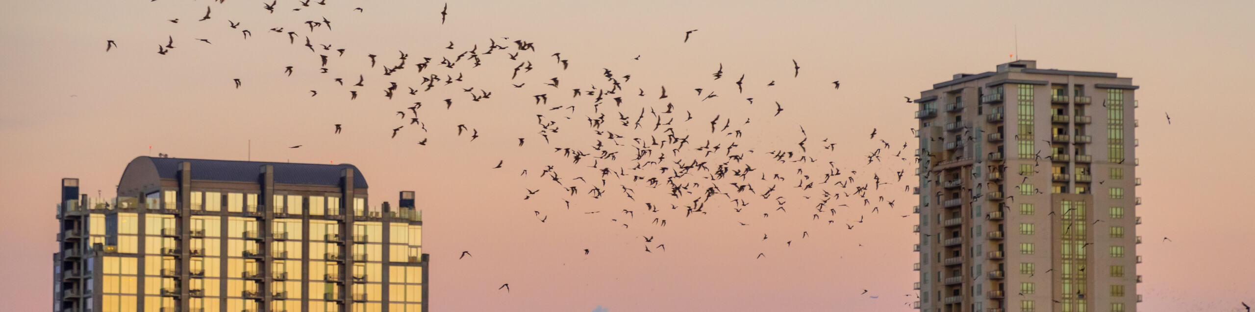 Bats flying over Austin, TX during bat control process.