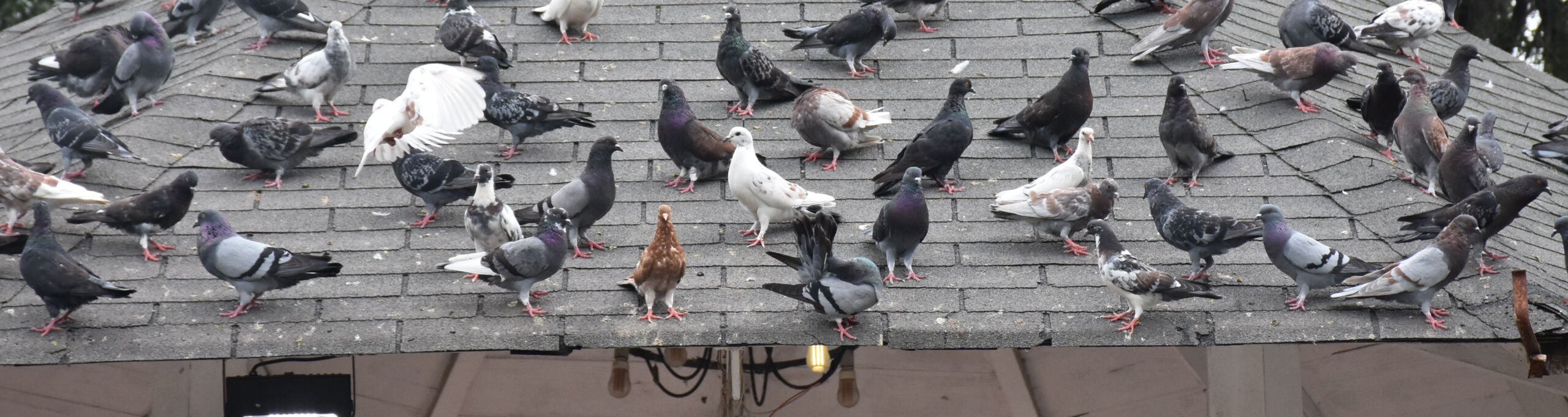 Pigeons flocking on top of gazebo in austin, tx park to get away from live bird removal.